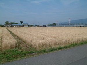 brog 540