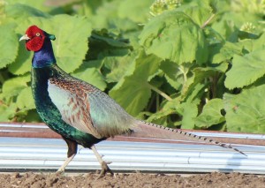 Phasianus_versicolor_in_field